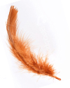 A Feather